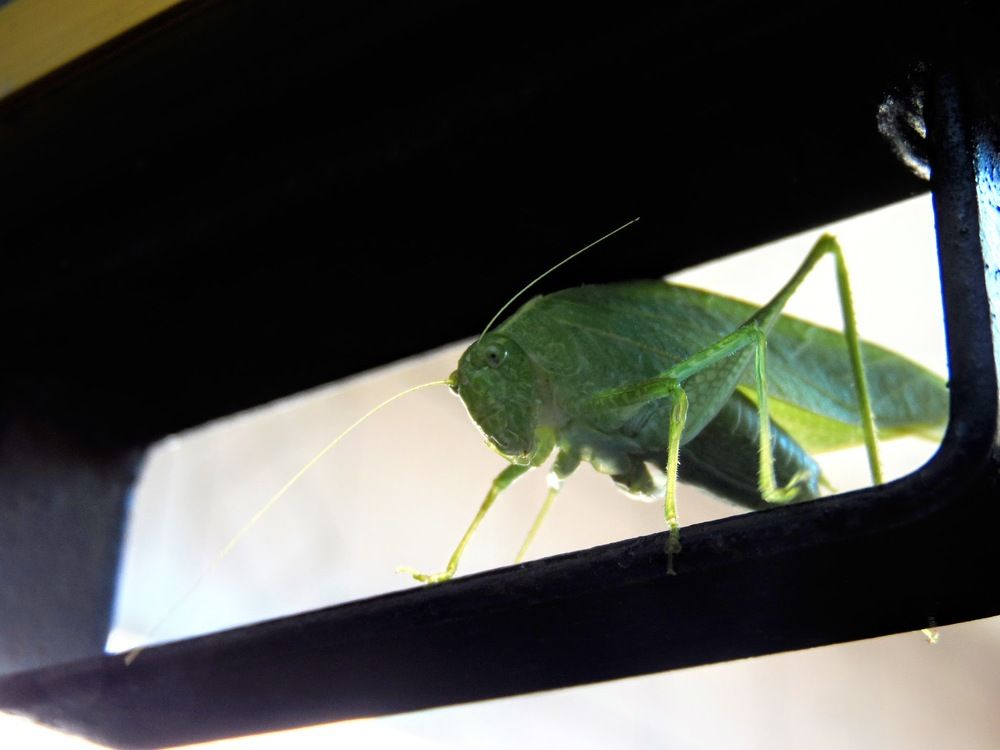 Фотография автора Enrique Rodríguez