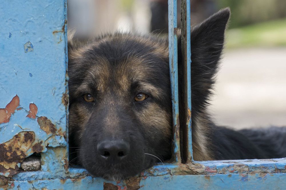 Photograph by Олесь