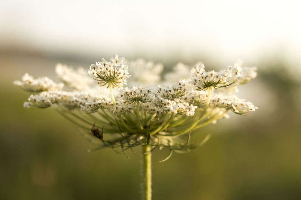 Photograph by Irina Magdalena Bivolaru