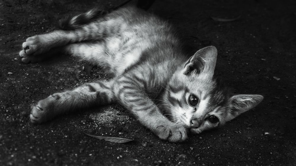 Photograph by Swapnil Bavaria