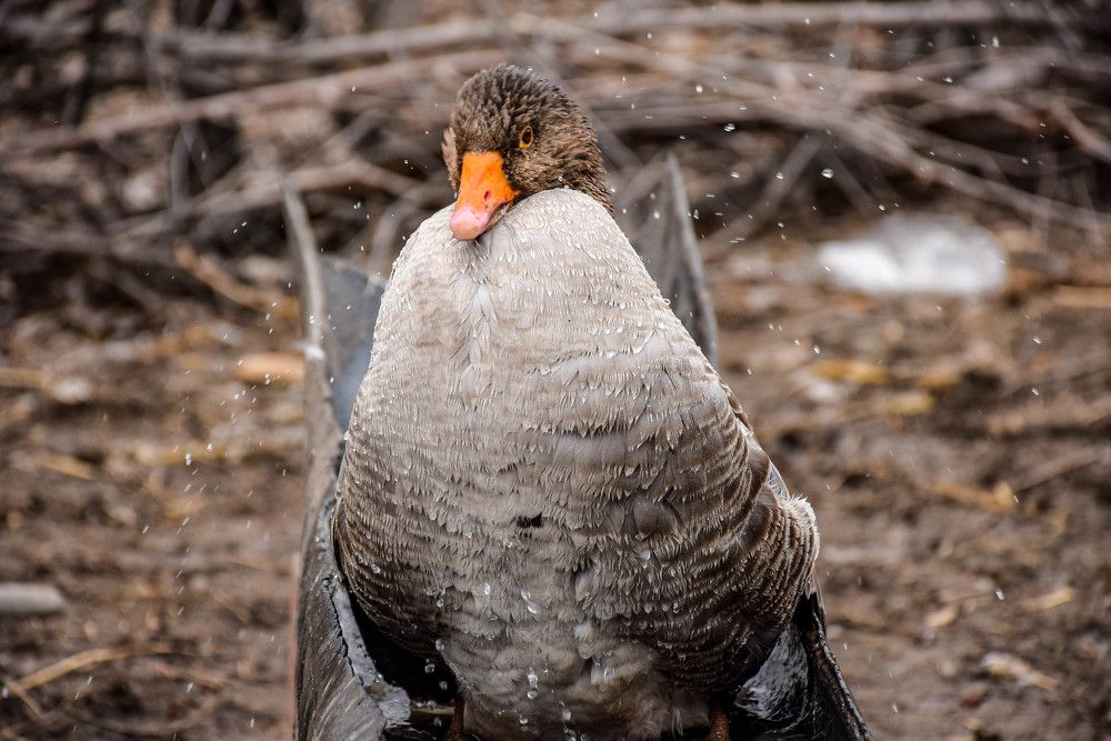 Photograph by İlham Mustafayev