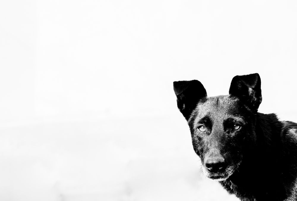 Photograph by Irina Magdalena Bivolaru