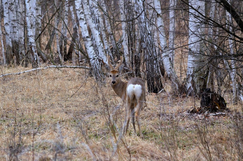 Лесная модель