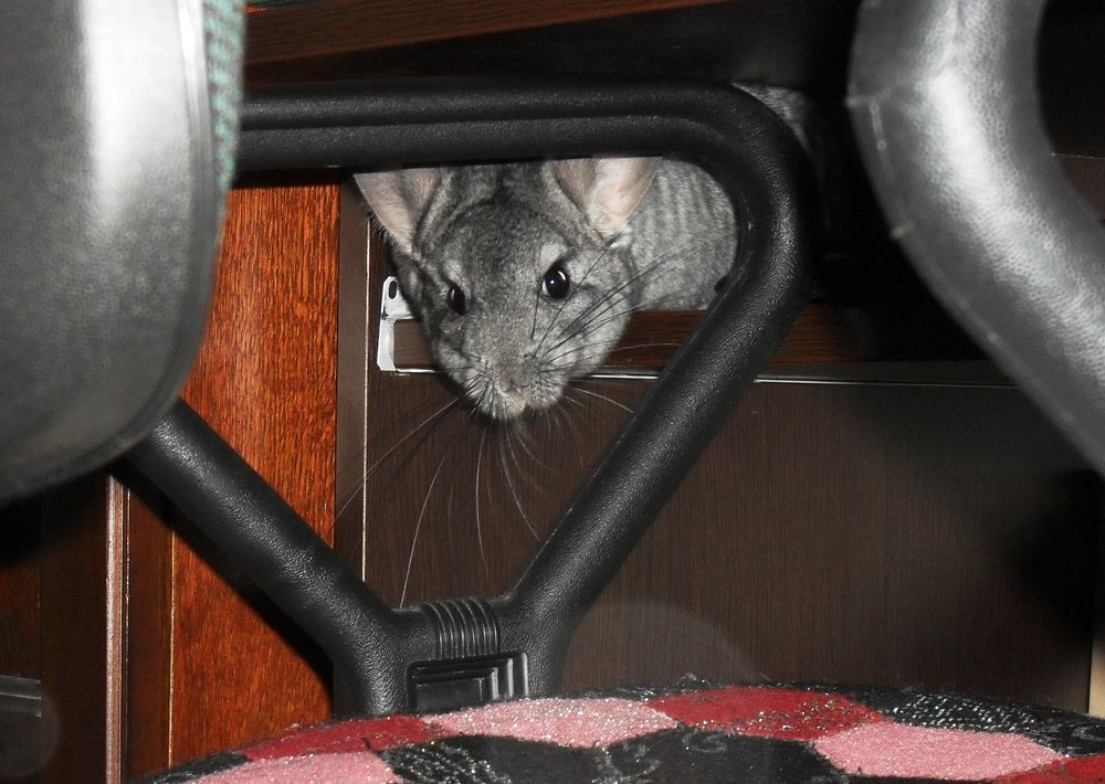 Мыша вызывали?