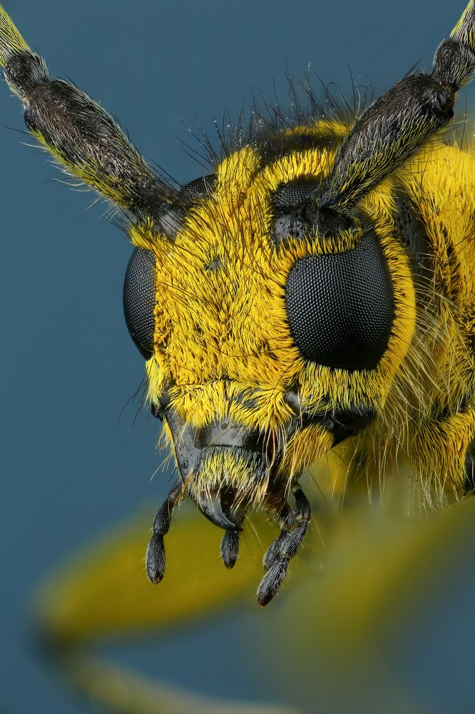 Мраморный скрипун