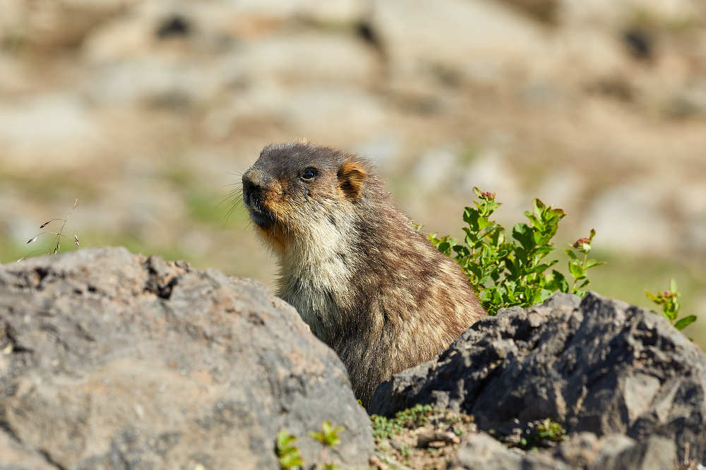 День сурка.