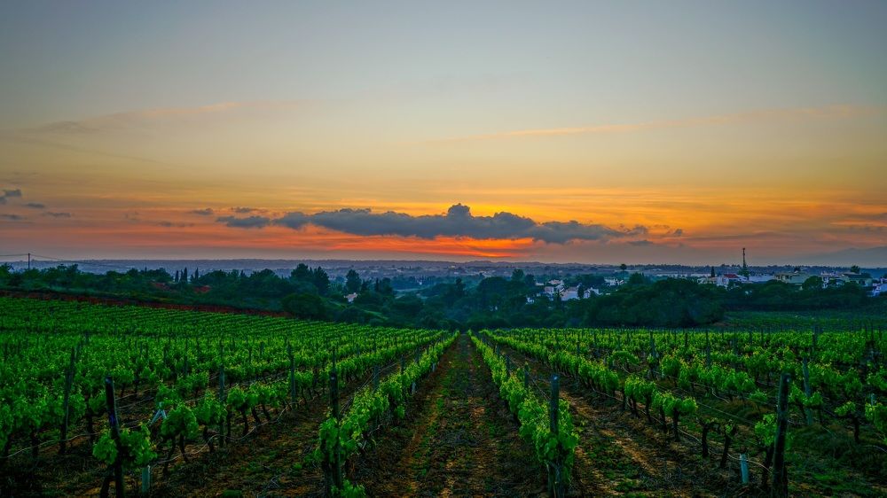 Фотография автора Jian Ma