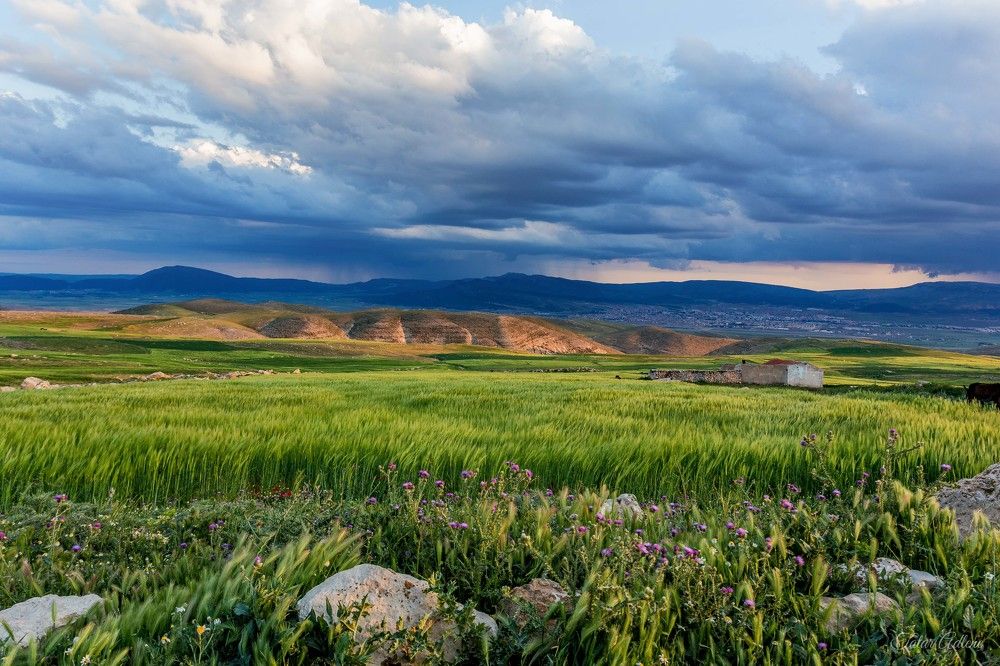 Photograph by Adlene Tatar