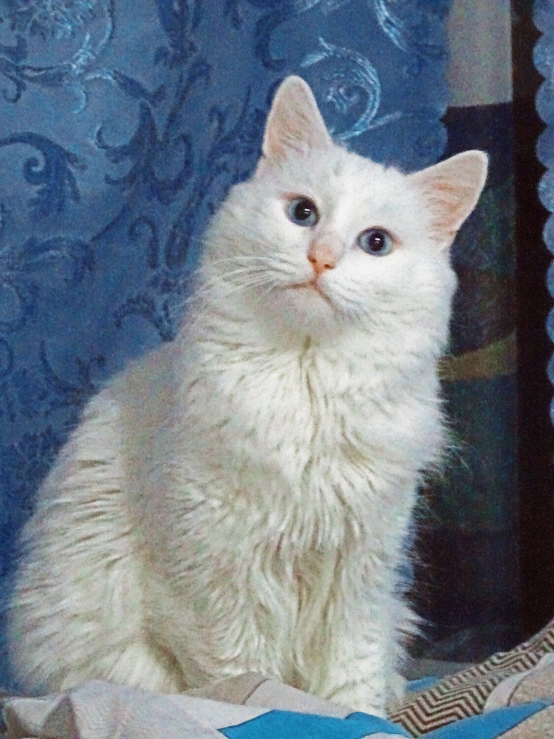 Мамин котя.