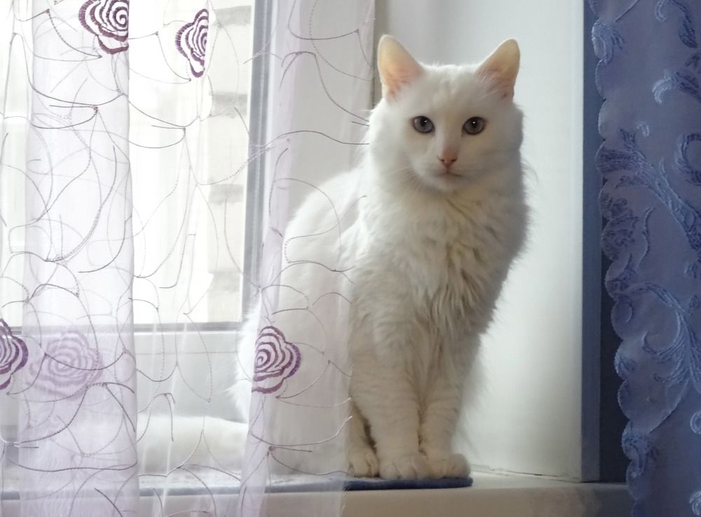 Мамин кот.