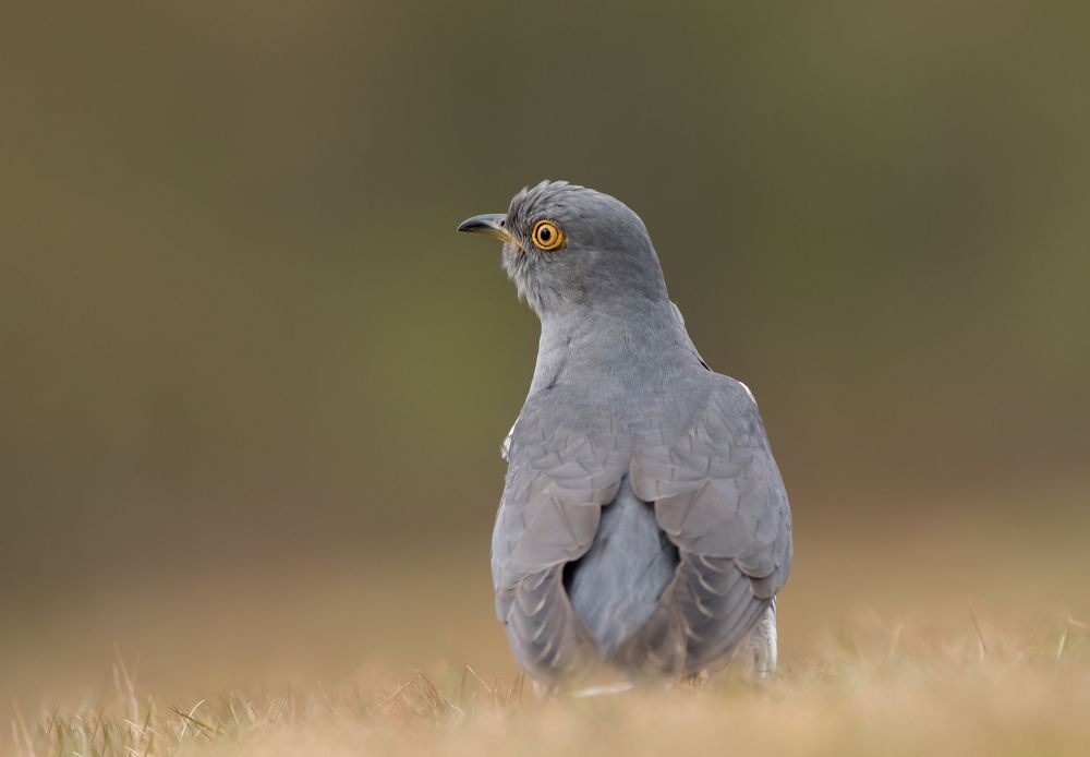 Фотография автора MARIA KULA