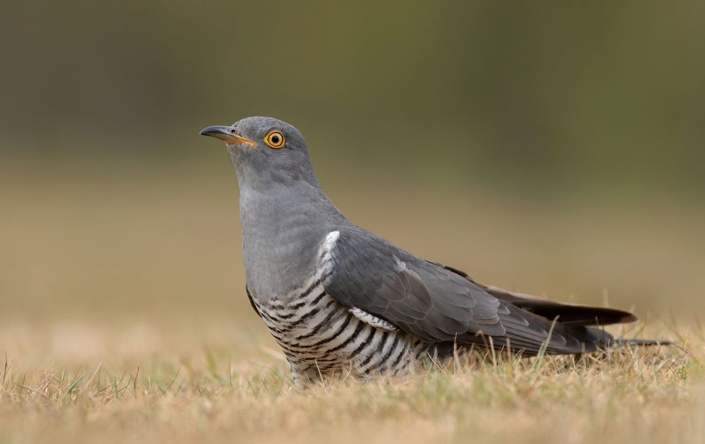 Фотография автора MARIA KULA