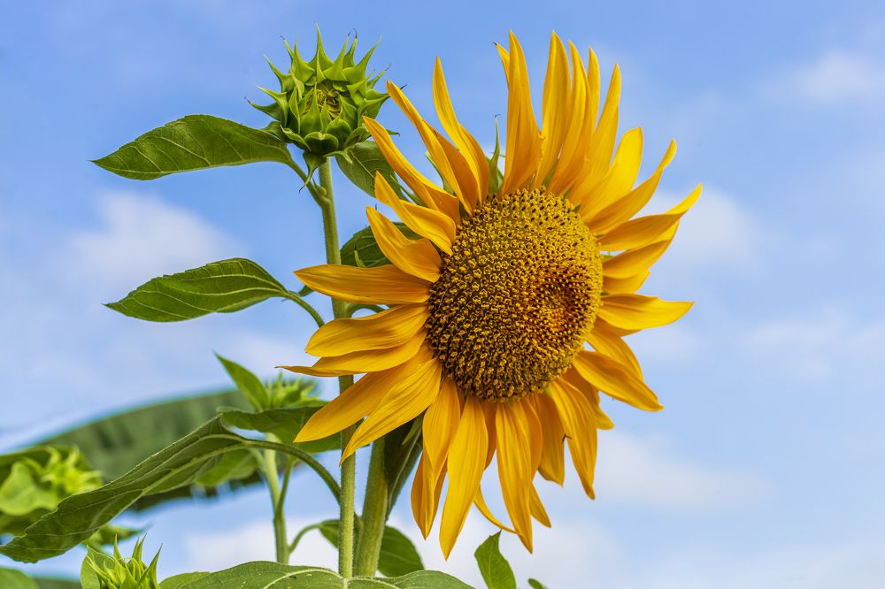 Photograph by Nguyen Thieu Duy