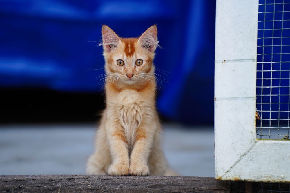 Фотография автора Mohammad Saifullah