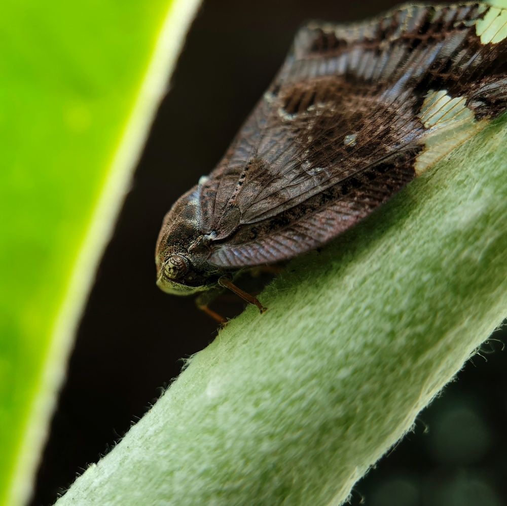 When you think it's a dry leaf and suddenly spot it's eyes!