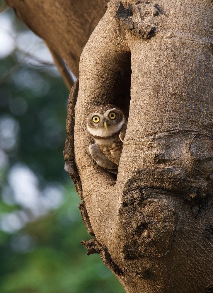 Photograph by Utsav Shaw