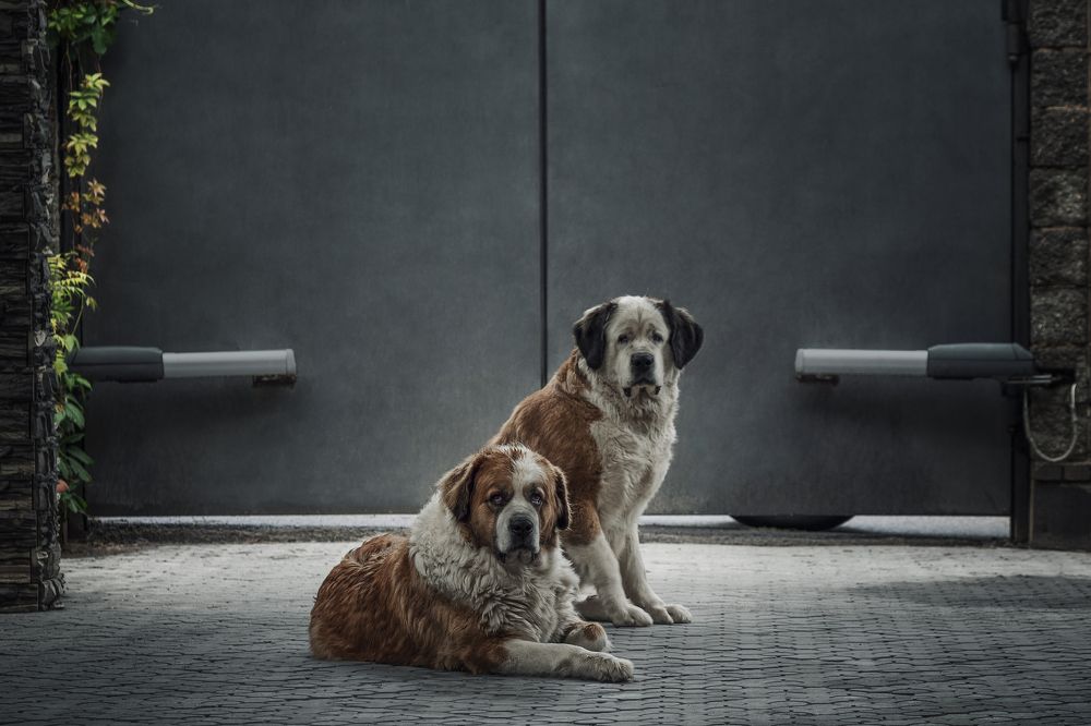 Дорогие мои москвичи...