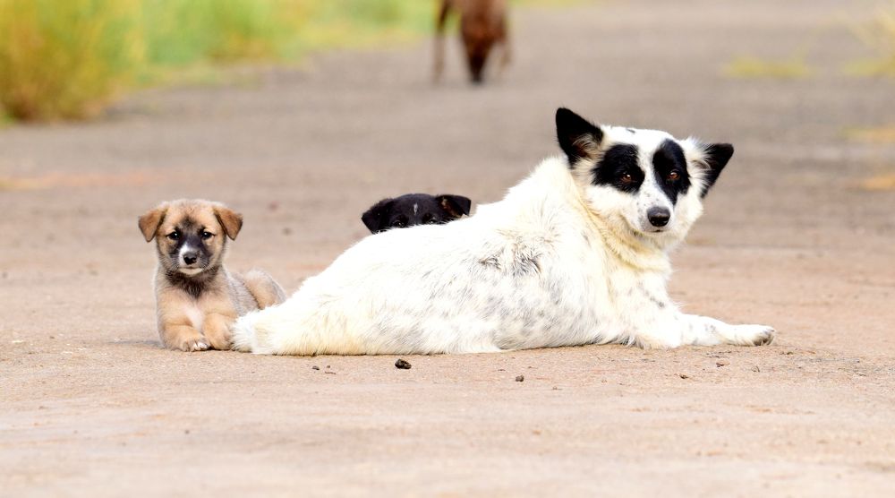 Photograph by sankamithra s