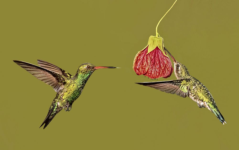 Pair of Common Hummingbirds