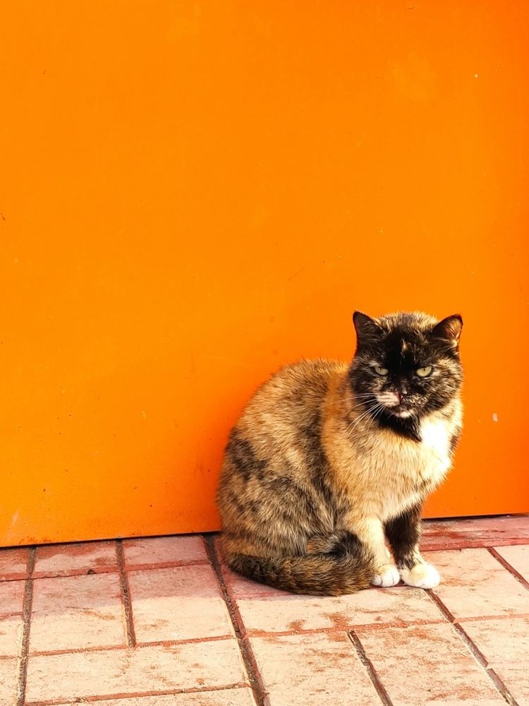 Photograph by Светлана Полякова