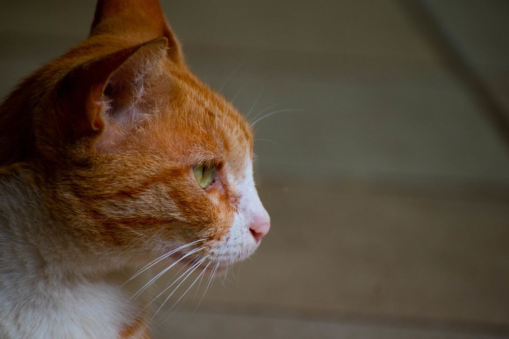 Photograph by Dennis Godin