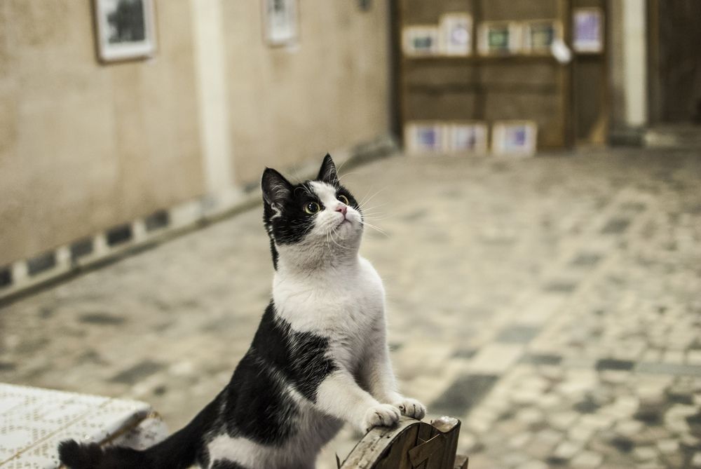Фотография автора Алексей Самойлов