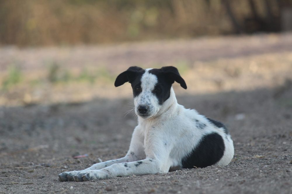 Photograph by Sharad vadoliya