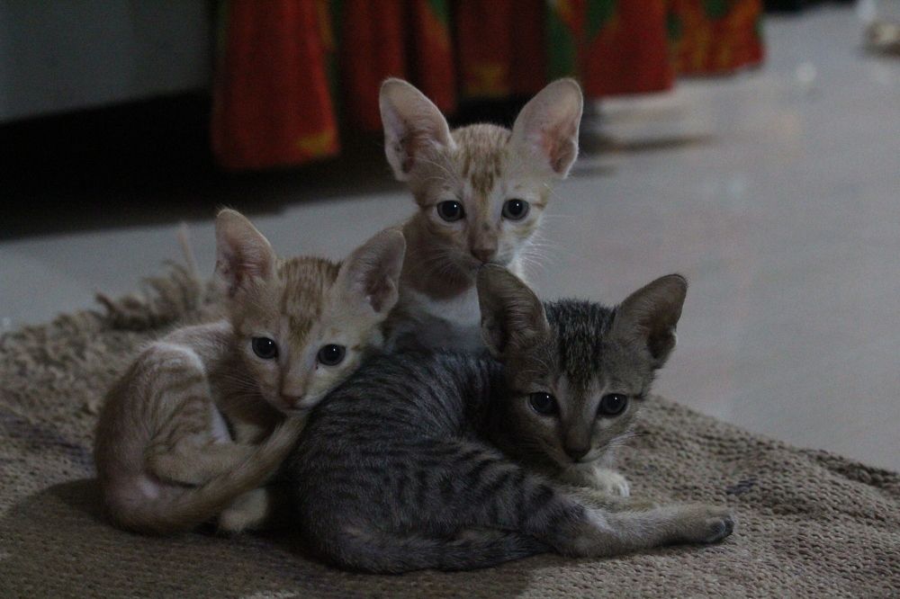 Photograph by Sharad vadoliya