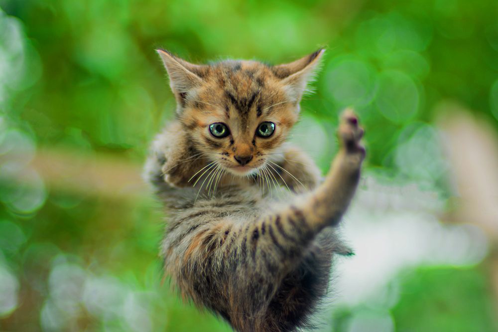 Photograph by Kriswanto Ginting