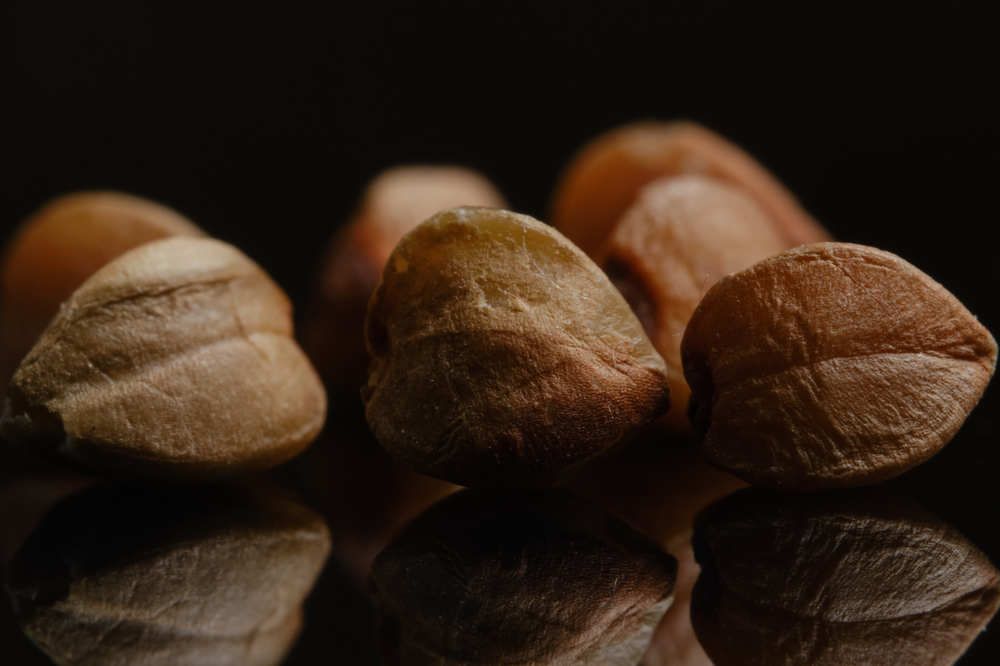 Гречка (buckwheat)