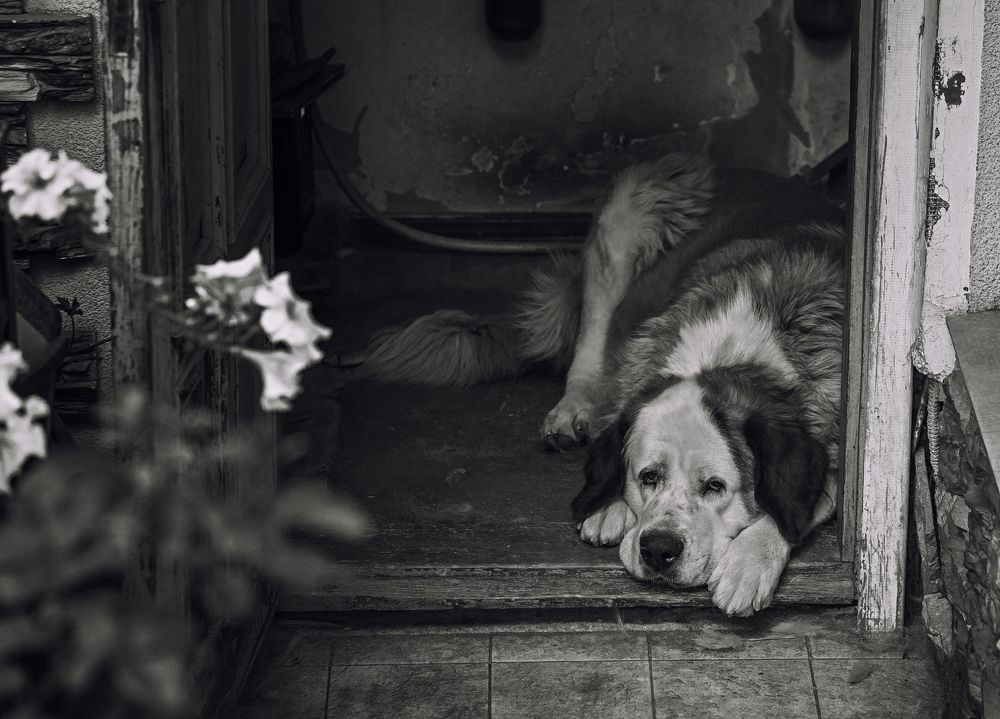 Фотография автора Илья Копелиович