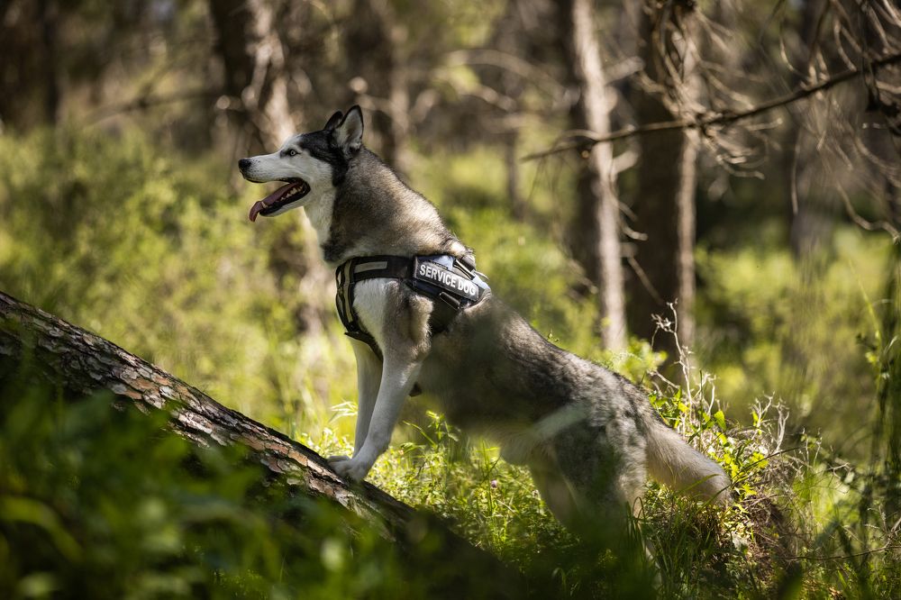 Photograph by Timur Korotkov