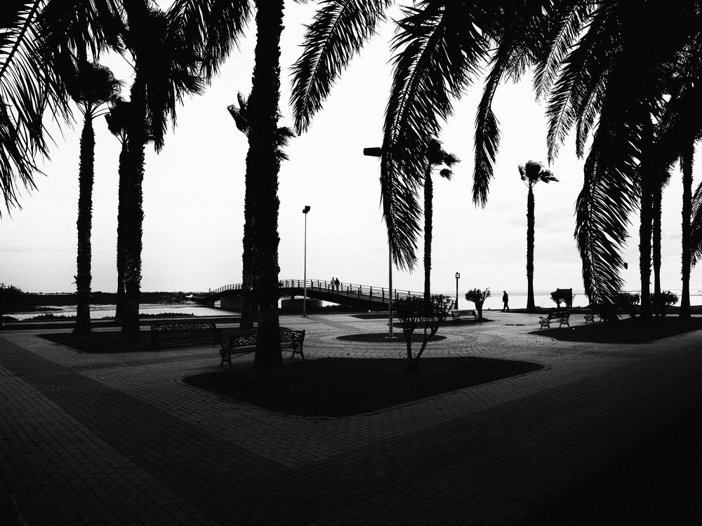 Palmeras