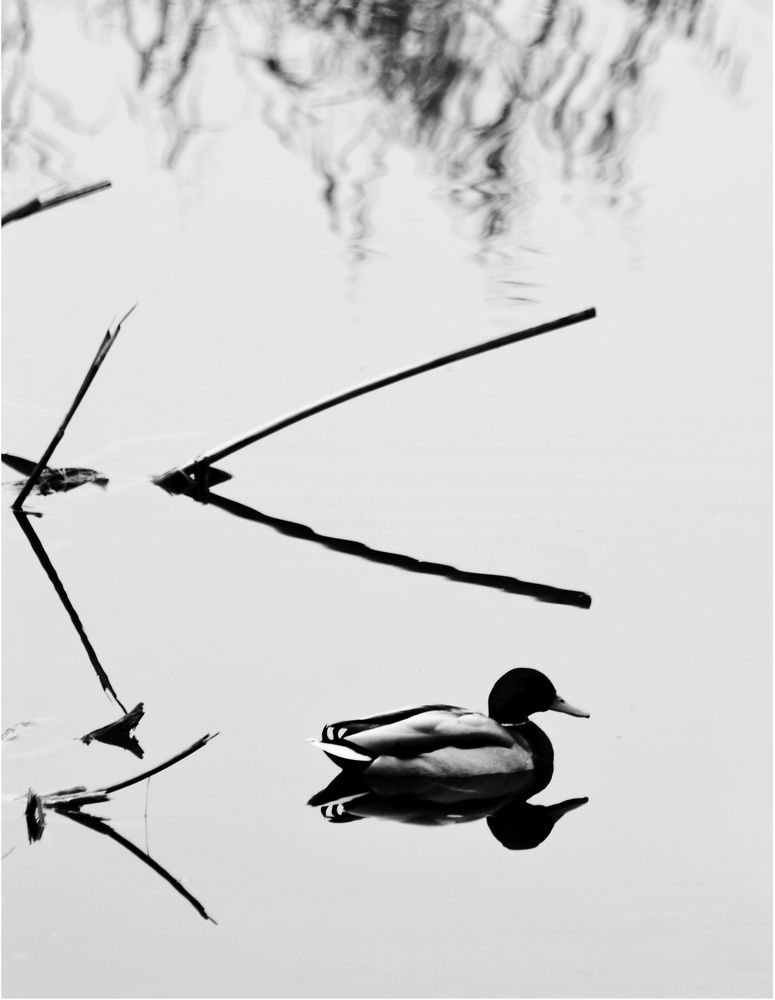 Photograph by syamak azarbad