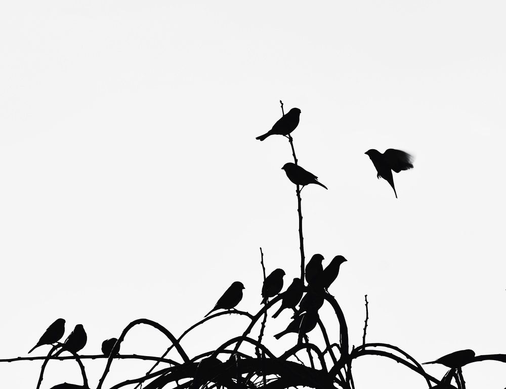 Photograph by syamak azarbad