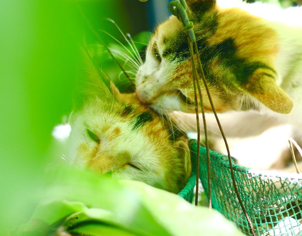 Photograph by Sunshine Mae Guillermo