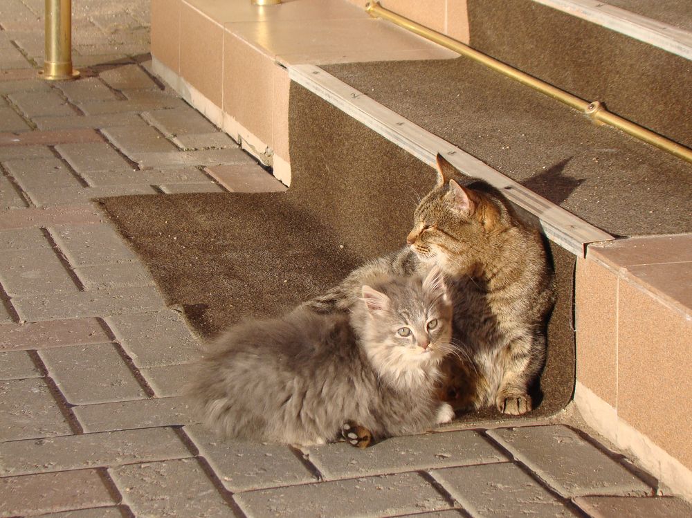 Дочки-матери