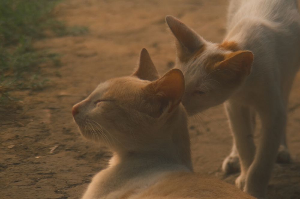 Una tranquila mañana