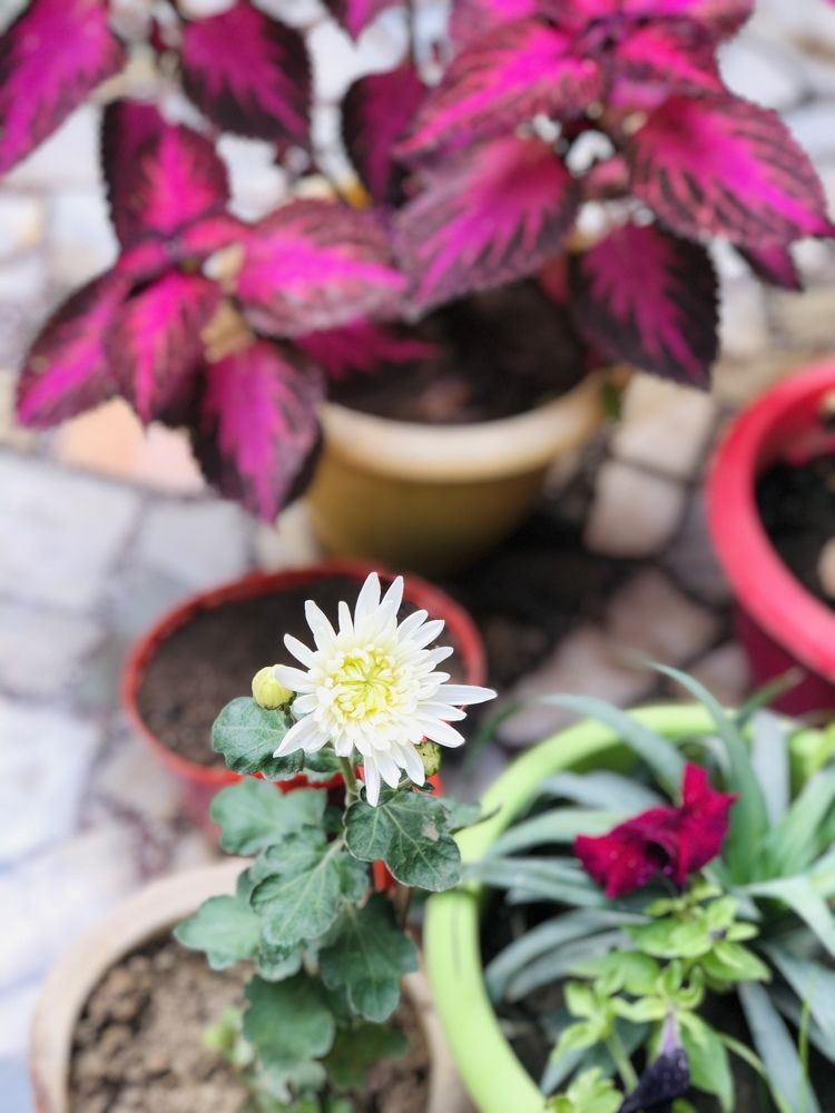 Photograph by Shahan Khan