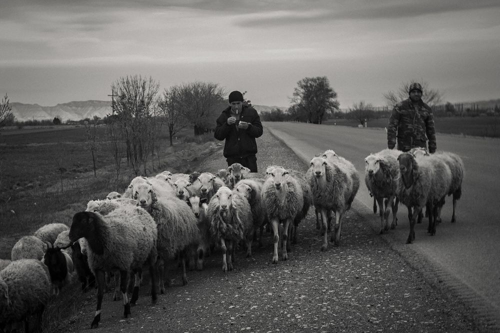 Shepherd in Naftalan, Azerbaijan
