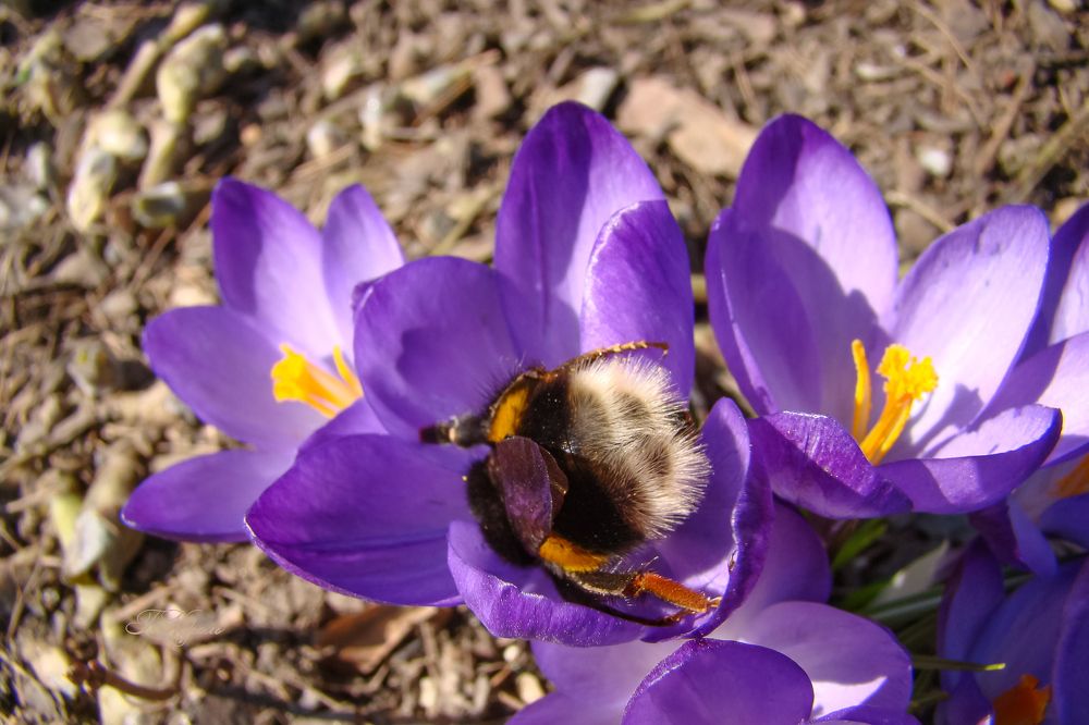 По уши в работе