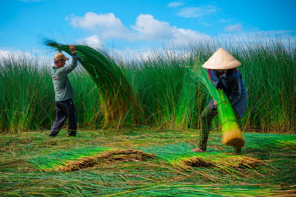 Harvesting grass
