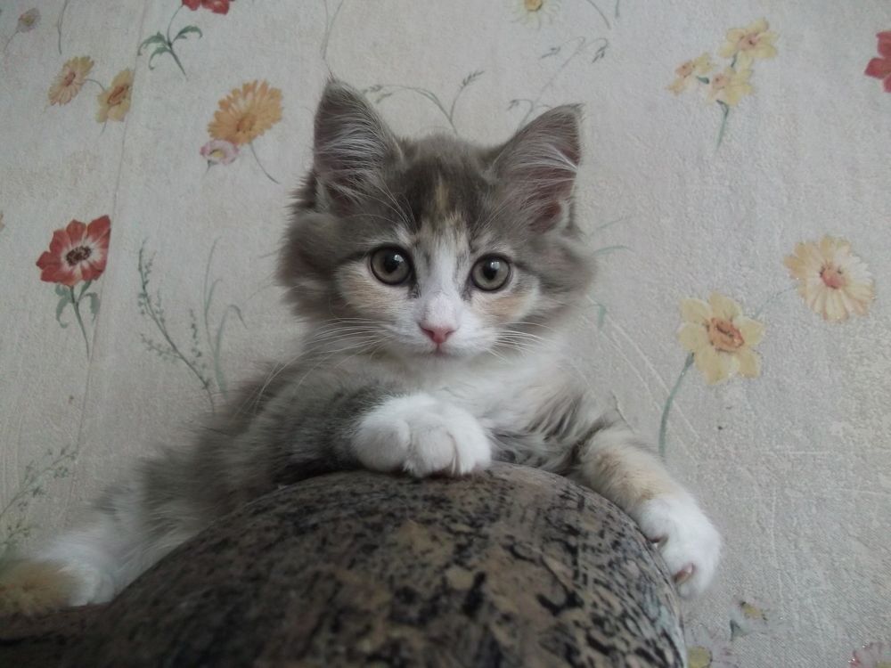 Photograph by Михаил Лавренков