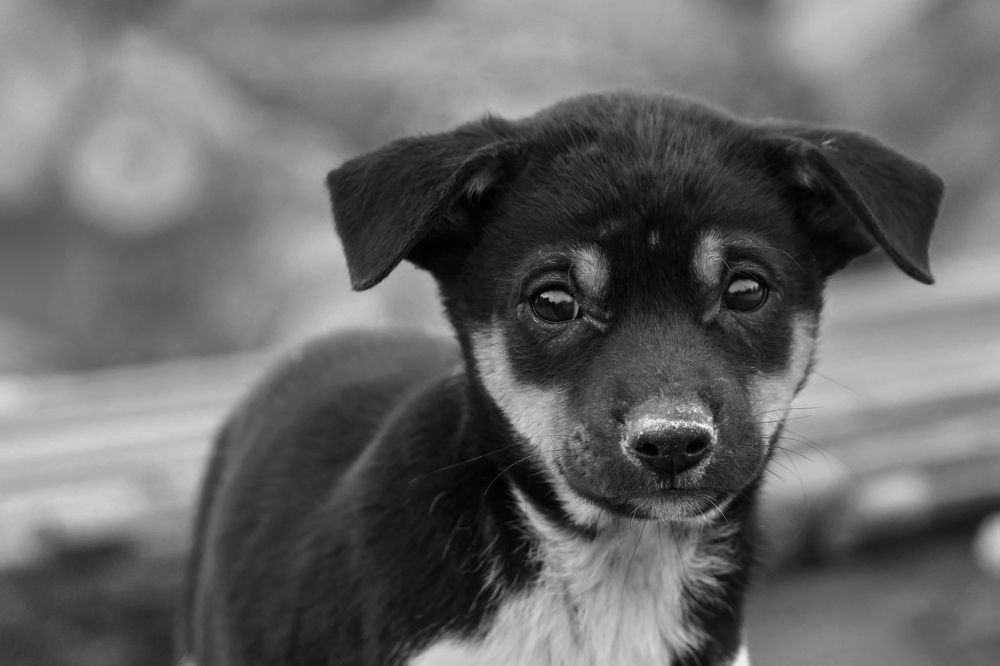 Photograph by Shahariar Alam