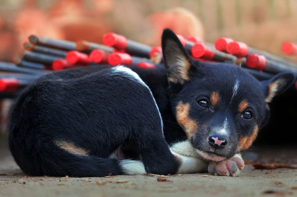 Photograph by Shahariar Alam