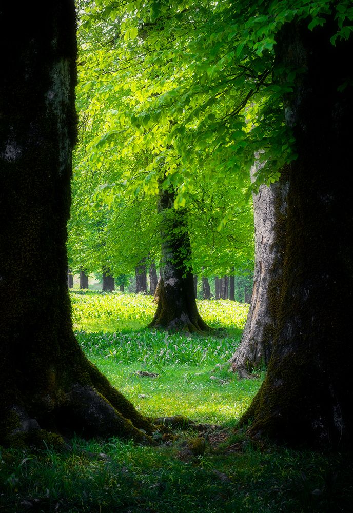 Photograph by Mohammad Fallah ziarani