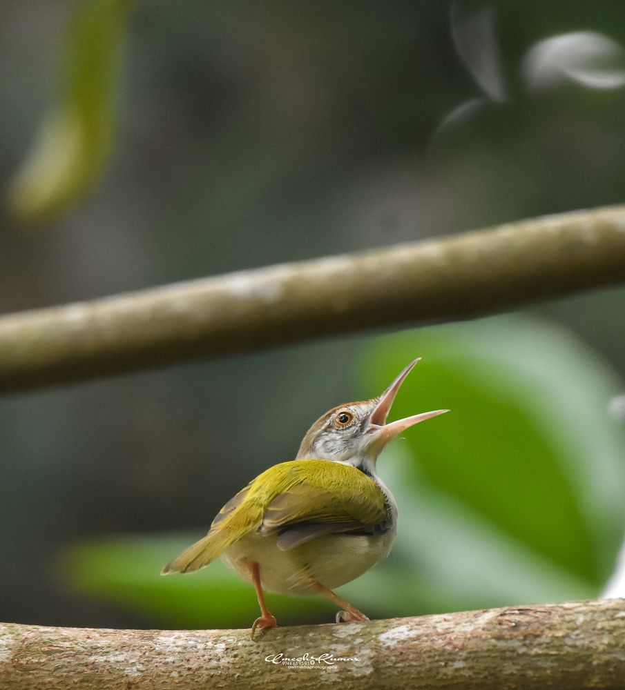 Photograph by Umesh Kumar PR