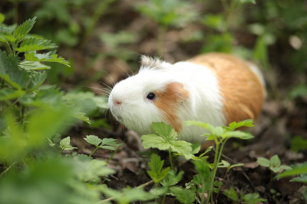 Запах весны