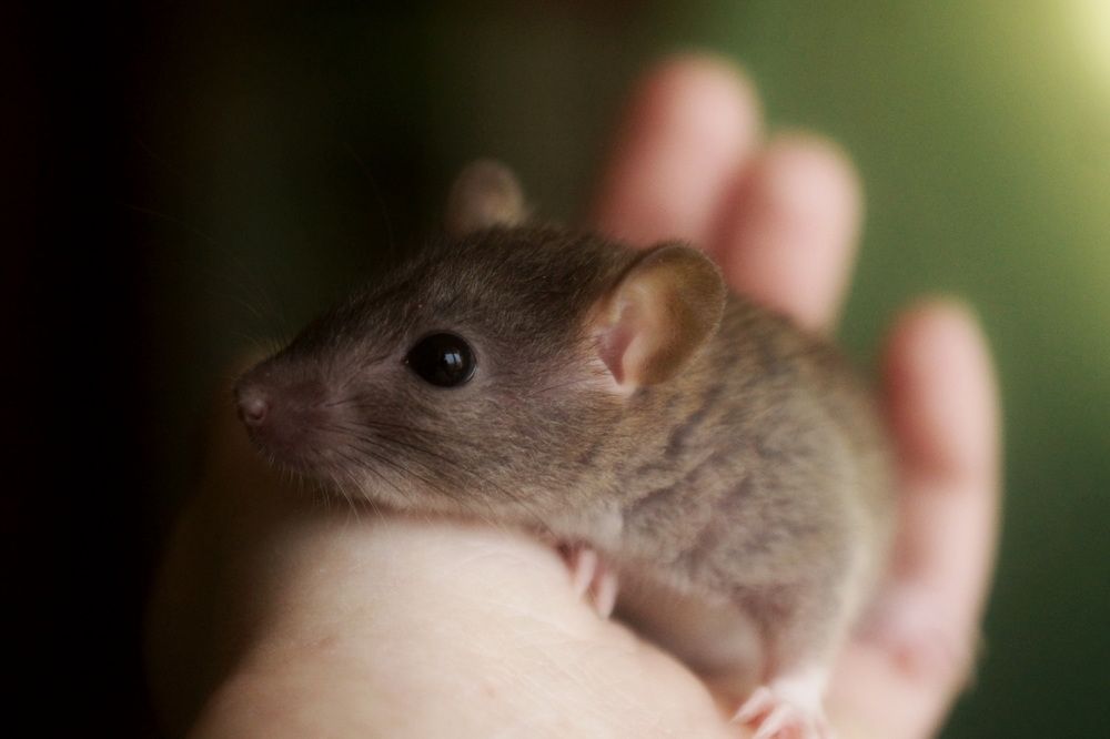 Крыса в ладони
