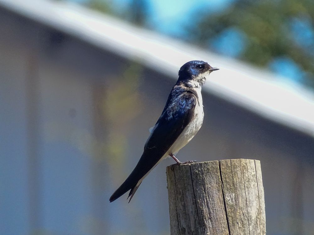 Chilean swallow sunbathing